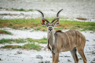 Erkek Kudu kameraya yıldızı.