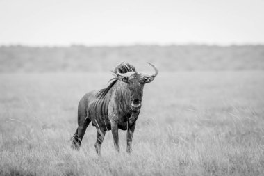 Mavi wildebeest kameraya yıldızı.