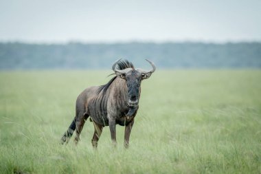 Mavi wildebeest kameraya yıldızı.