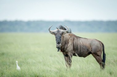 Mavi manda ve sığır balıkçıl çim.