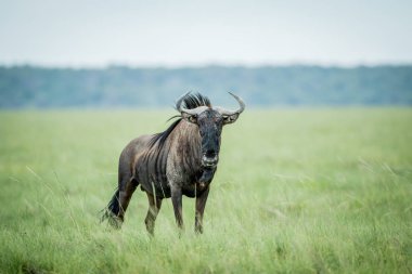 Mavi wildebeest kameraya yıldızı.