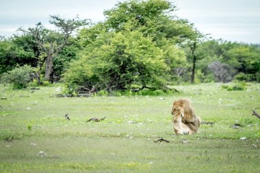 Etkin çimenlerde çiftleşme aslanlar.