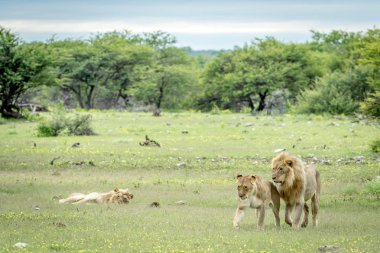 İki çimenlerde yürüyor çiftleşme aslan.