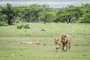 Etkin çimenlerde çiftleşme aslanlar.