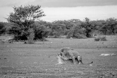 Etkin çimenlerde çiftleşme aslanlar.