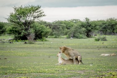 Etkin çimenlerde çiftleşme aslanlar.