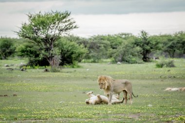 Etkin çimenlerde çiftleşme aslanlar.