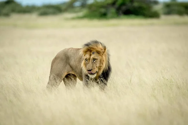 Big male Lion standing in the high grass. — Stock Photo, Image