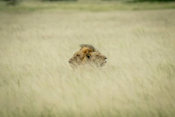 León apareamiento pareja yaciendo en la hierba . — Foto de Stock