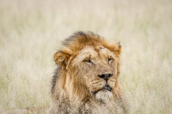 Close up van een grote mannelijke leeuw in het gras. — Stockfoto