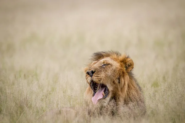 Großer männlicher Löwe gähnt im Gras. — Stockfoto