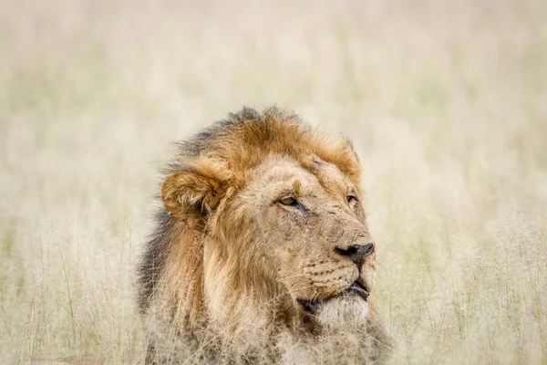 Close up of a big male Lion in the grass. — Stock Photo, Image