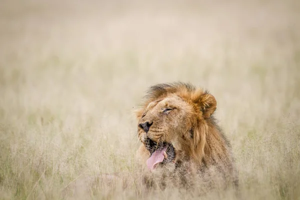 Großer männlicher Löwe gähnt im Gras. — Stockfoto