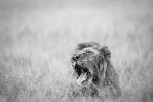 Großer männlicher Löwe gähnt im Gras. — Stockfoto