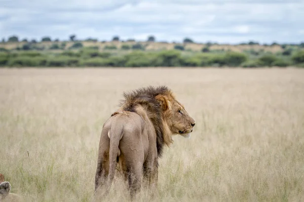 Grand lion mâle debout dans l'herbe haute . — Photo