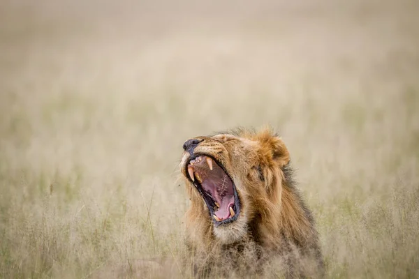 Großer männlicher Löwe gähnt im Gras. — Stockfoto