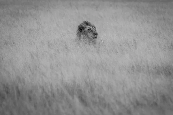 Kopf eines männlichen Löwen ragt aus dem Gras. — Stockfoto