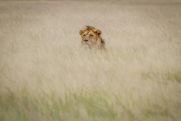 Tête d'un lion mâle sortant de l'herbe . — Photo