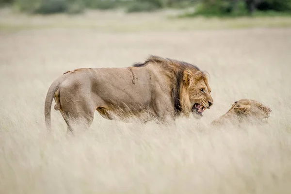 Lew krycia para w wysokiej trawie. — Zdjęcie stockowe