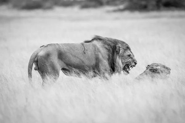 ライオンの高い草のカップルの交尾. — ストック写真