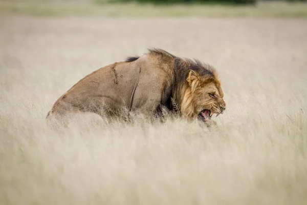 Male Lion mating in the high grass. — Stock Photo, Image