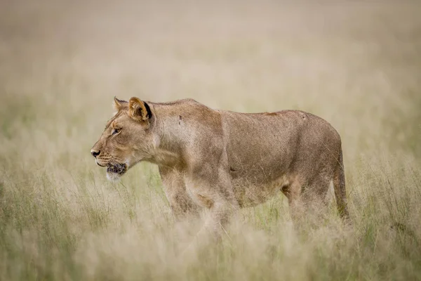 Lion marche dans l'herbe haute . — Photo