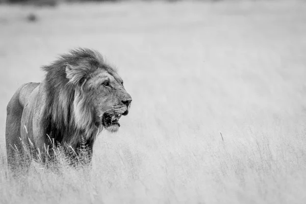 Büyük erkek aslan duran yüksek çim.