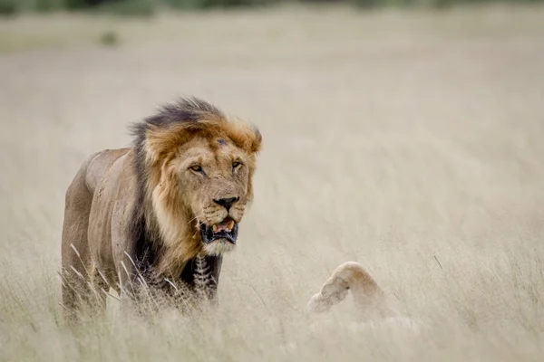 Grote mannelijke leeuw staande in het hoge gras. — Stockfoto