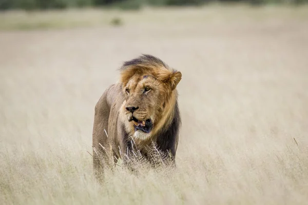 Big male Lion standing in the high grass. — Stock Photo, Image