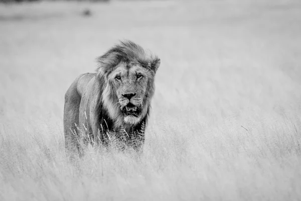Большой лев, стоящий в высокой траве . — стоковое фото