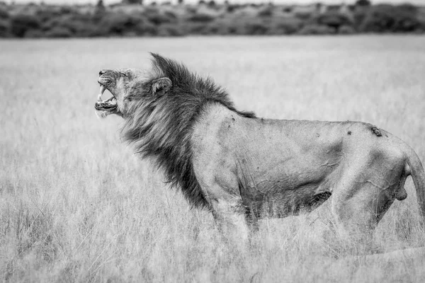 Leão macho grande fazendo um grimace Flehmen . — Fotografia de Stock