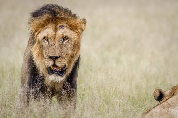 Big male Lion standing in the high grass. — Stock Photo, Image