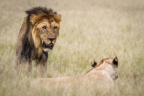 Lion mating couple in the high grass. — Stock Photo, Image
