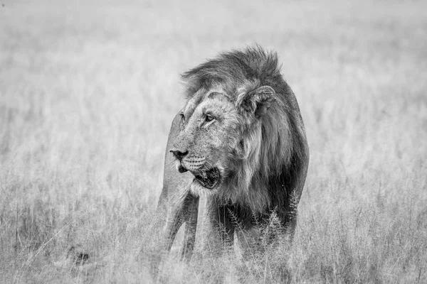 高い草で大きな雄ライオンが立って. — ストック写真