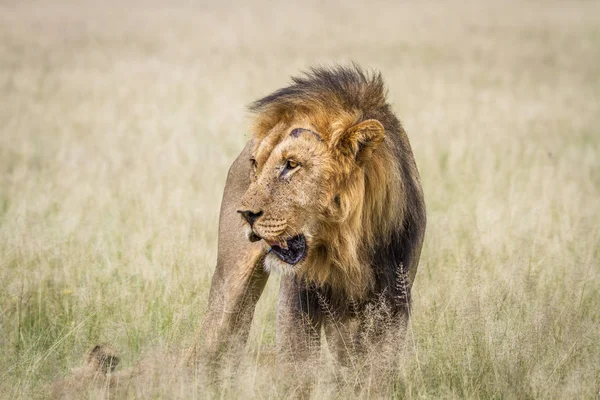 Grande leone maschio in piedi nell'erba alta . — Foto Stock