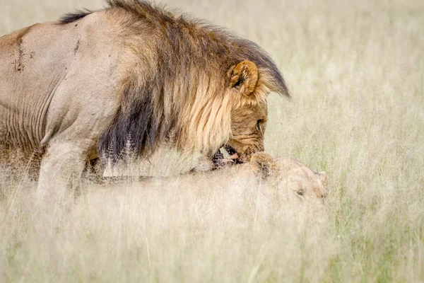 Çiftleşme sırasında erkek aslan ısırma erkek.