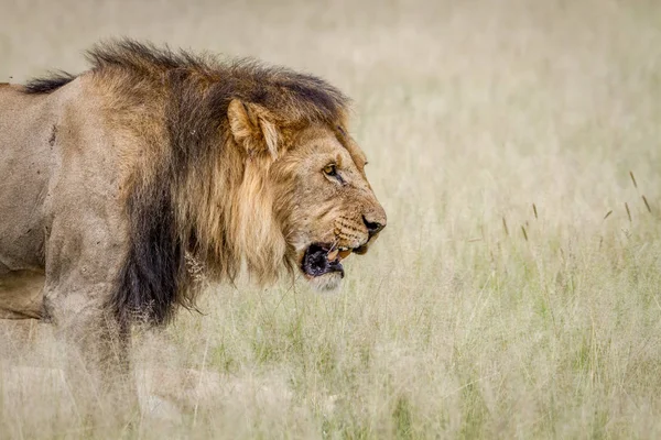 Yan profil büyük erkek aslan.