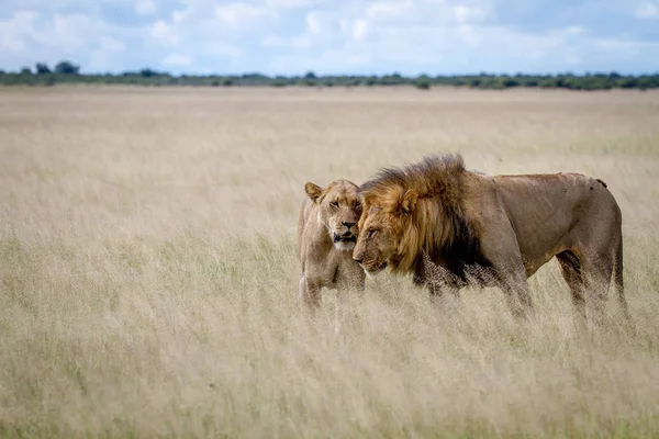 İki yüksek çim sonra çiftleşme aslan.