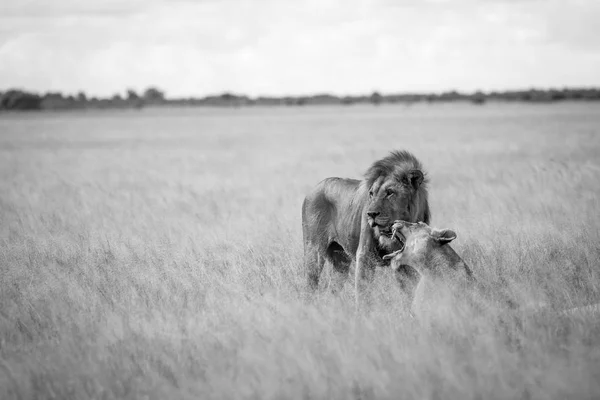 Löwenpaar paart sich im hohen Gras. — Stockfoto