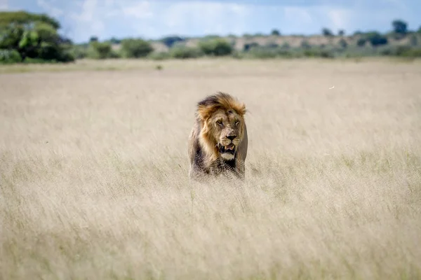 Big male Lion standing in the high grass. — Stock Photo, Image