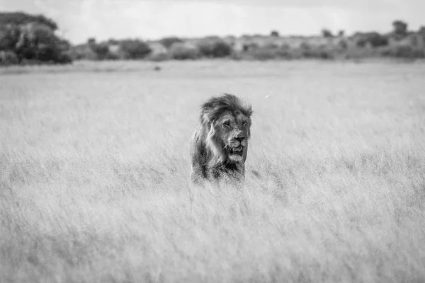 Leão macho grande em pé na grama alta . — Fotografia de Stock