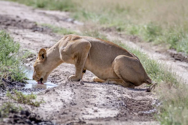 Yolun bir havuzda içme aslan.