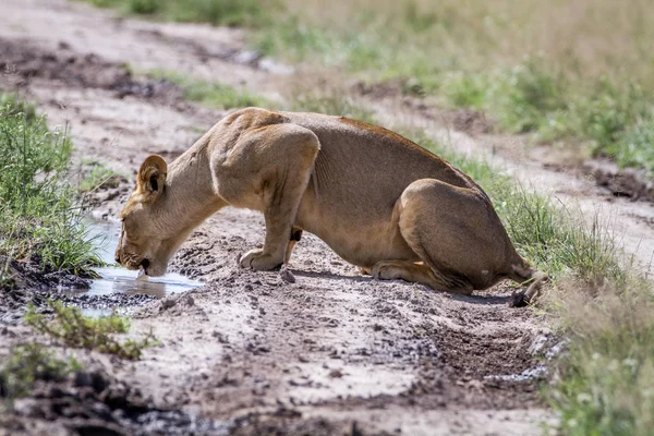 León bebiendo de una piscina en el camino . — Foto de Stock