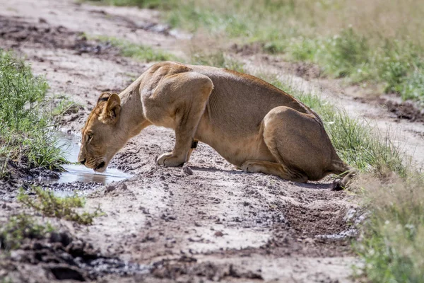 León bebiendo de una piscina en el camino . — Foto de Stock