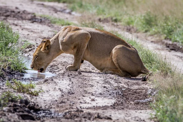 Yolun bir havuzda içme aslan.