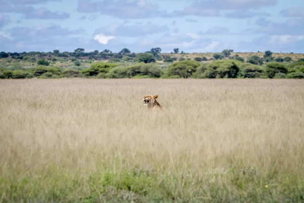 Çim yapışmasını esneme aslan kafa.