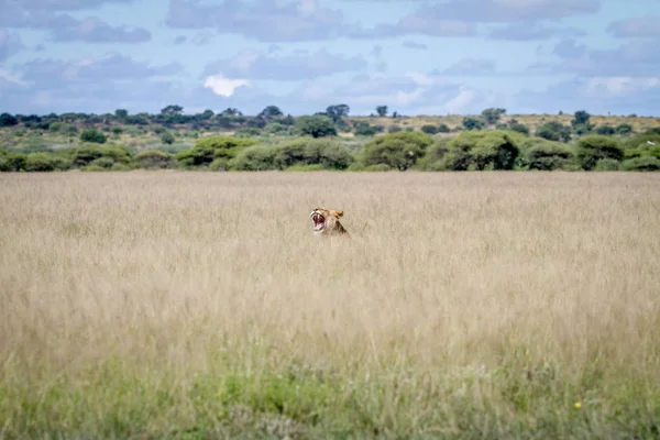 Çim yapışmasını esneme aslan kafa.