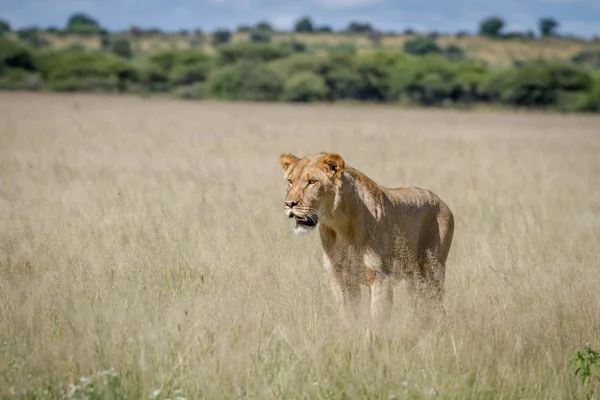 Lion standing in the high grass.