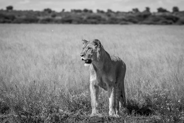 Lion standing in the high grass.