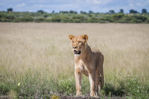 León de pie en la hierba alta . — Foto de Stock